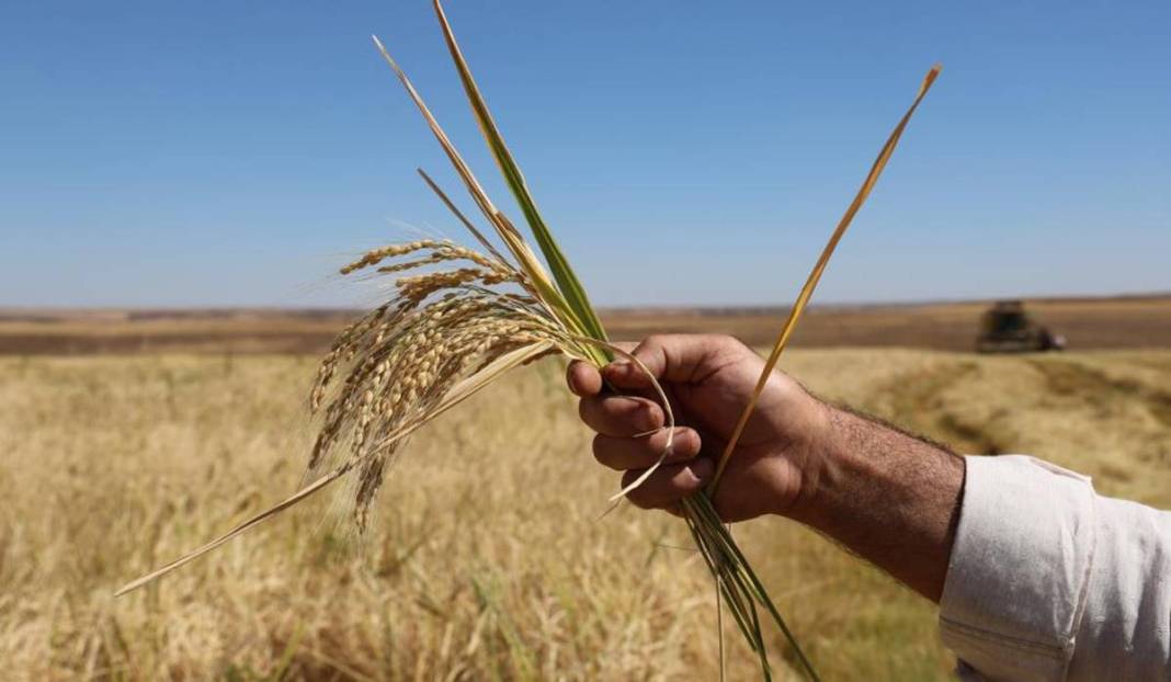 Diyarbakır’da pirinç hasadı başladı: 250 ton bekleniyor 6